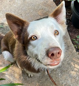 Cachorro da família