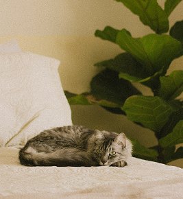 Gato dormindo