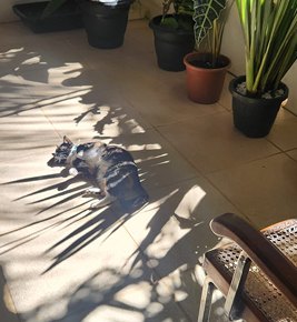 Gato tomando sol