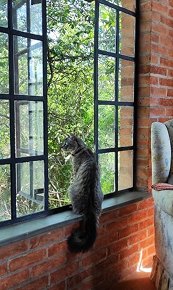 Gato na janela